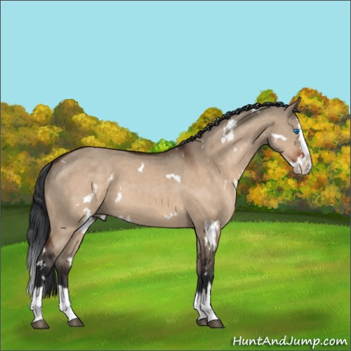 Horse Color:White Spotted Bay Dun Sabino Splash 