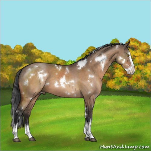 Horse Color:White Spotted Brown Dun Splash 
