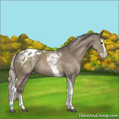 Horse Color:Silver Grullo Sabino Splash Tobiano Appaloosa Rabicano 