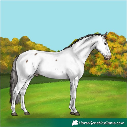 Horse Color:White Spotted Brown Dun Appaloosa 