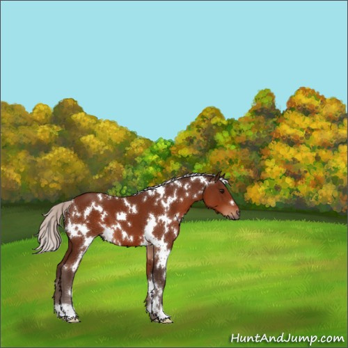 Horse Color:White Spotted Silver Bay 