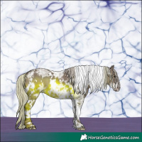 Horse Color:White Spotted Silver Grullo Ice Tobiano