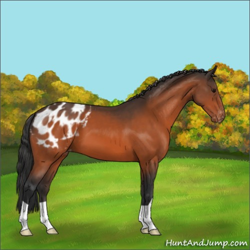 Horse Color:Bay Appaloosa 