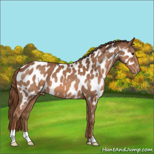 Horse Color:Chestnut Appaloosa 