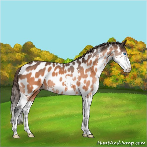 Horse Color:Bay Splash Appaloosa 