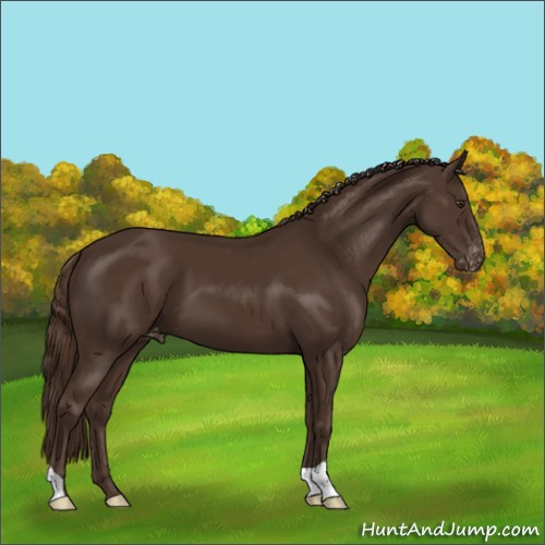 Horse Color:Liver Chestnut Appaloosa 