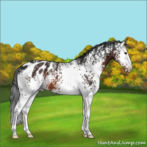 Horse Color:White Spotted Brown Appaloosa 