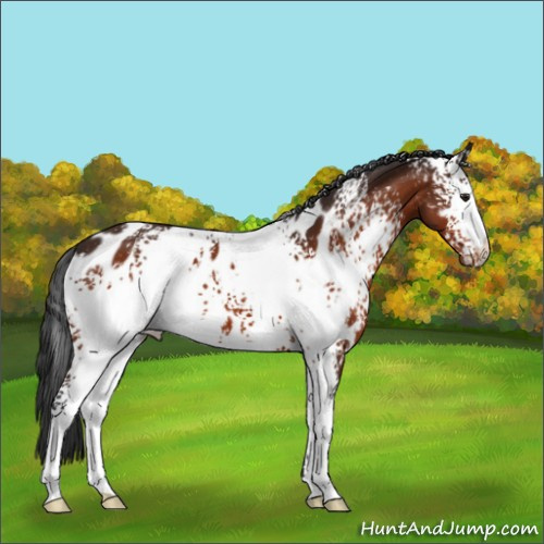 Horse Color:White Spotted Brown Appaloosa 