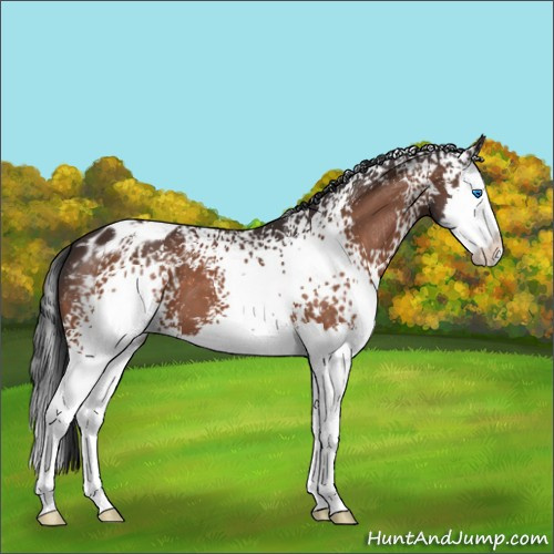 Horse Color:White Spotted Bay Splash Appaloosa 