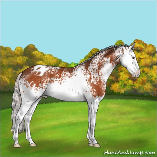 Horse Color:White Spotted Silver Brown Sabino Splash Appaloosa 