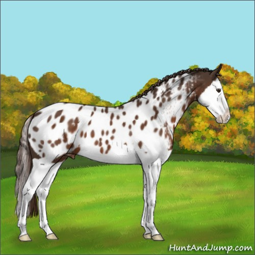 Horse Color:Liver Chestnut Splash Appaloosa 