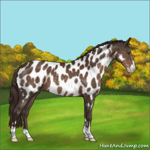 Horse Color:Liver Chestnut Sabino Appaloosa 