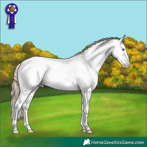 Horse Color:Gold Champagne Splash Appaloosa 