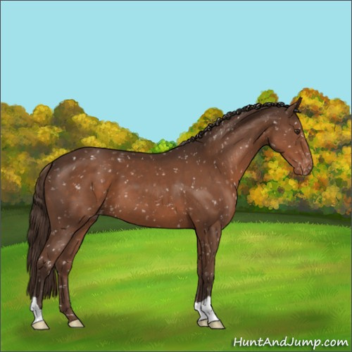 Horse Color:Liver Chestnut Appaloosa 