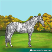 Horse Color:White Spotted Black Appaloosa