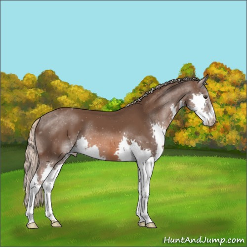 Horse Color:Liver Chestnut Splash 