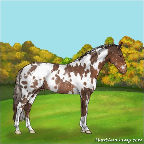 Horse Color:White Spotted Liver Chestnut Appaloosa Rabicano 