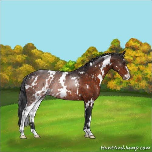 Horse Color:White Spotted Brown Sabino Rabicano 