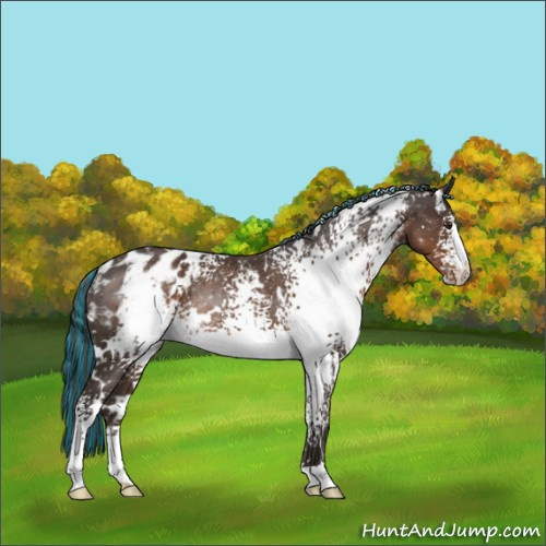 Horse Color:Painted White Spotted Liver Chestnut Appaloosa Rabicano 
