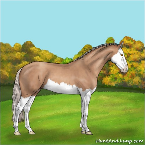 Horse Color:Silver Classic Champagne Splash 