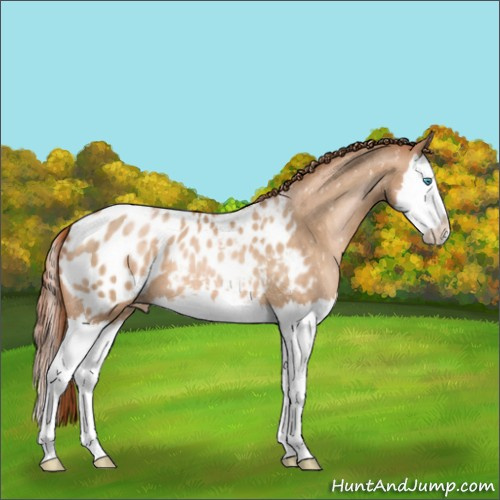 Horse Color:Buckskin Pearl Splash Appaloosa 