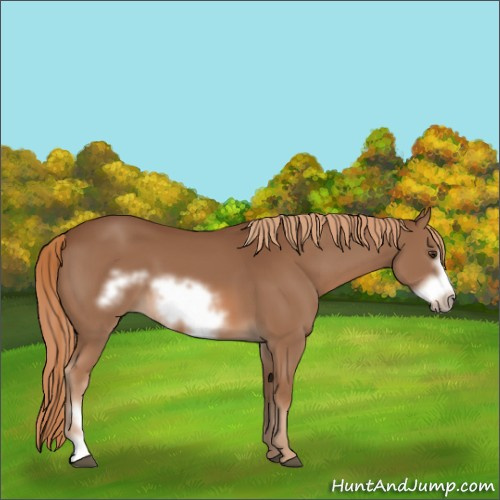 Horse Color:Chestnut Frame 