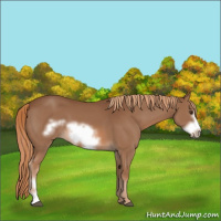 Horse Color:Chestnut Frame 