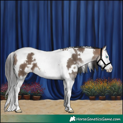 Horse Color:White Spotted Bay Dun Splash Tobiano 