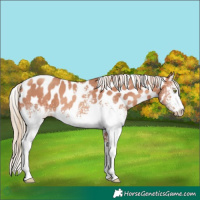 Horse Color:White Spotted Gold Champagne Appaloosa Rabicano 