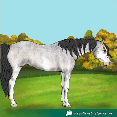 Horse Color:Blue Onyx Roan Sabino 