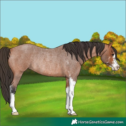 Horse Color:Unknown 