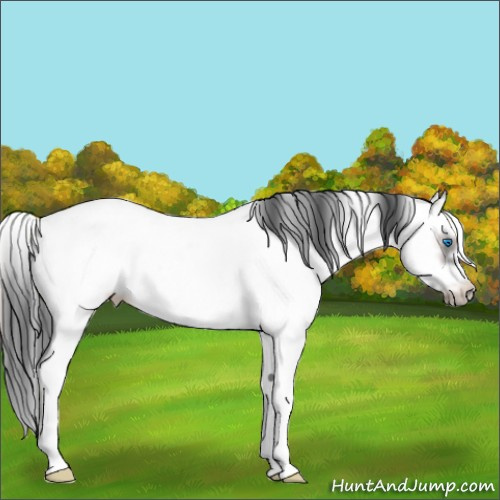 Horse Color:Blue Onyx Sabino Splash Frame