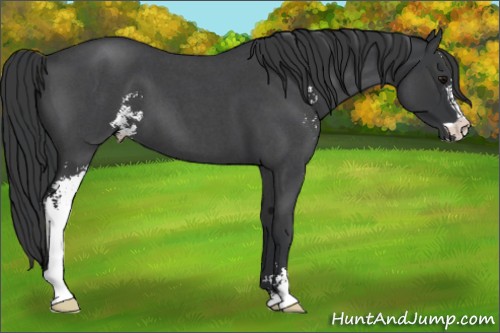 Horse Color:Blue Roan Sabino 
