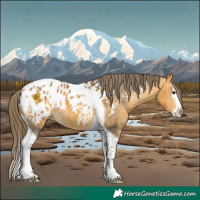 Horse Color:Buckskin Splash Tobiano Appaloosa 