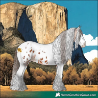 Horse Color:Bay Splash Tobiano Appaloosa 