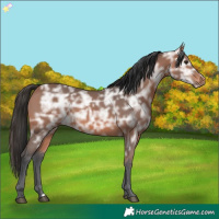 Horse Color:Bay Ice 