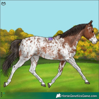 Horse Color:Bay Sabino Appaloosa Rabicano  and Bay Sabino Appaloosa Rabicano 