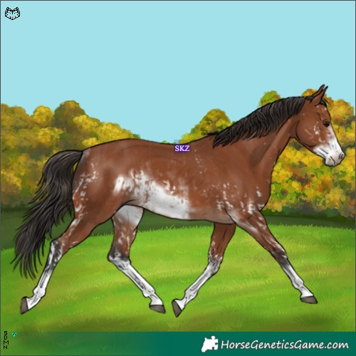 Horse Color:Bay Sabino Rabicano  and Bay Sabino Frame Rabicano 