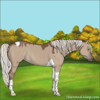 Horse Color:Silver Grullo Tobiano 