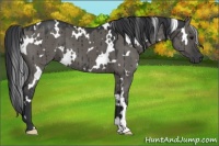 Horse Color:White Spotted Grullo Brindle 