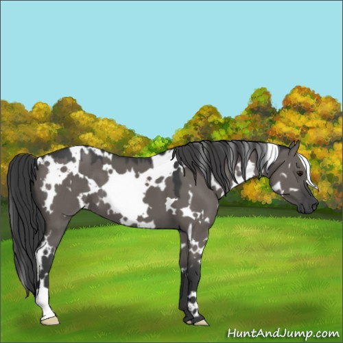 Horse Color:White Spotted Grullo