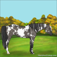 Horse Color:White Spotted Grullo