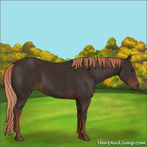 Horse Color:Liver Chestnut Rabicano 