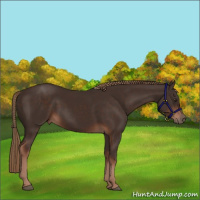 Horse Color:Liver Chestnut Rabicano 