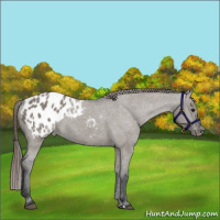 Horse Color:Grullo Appaloosa 