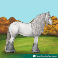Horse Color:Grullo Varnish 
