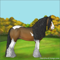 Horse Color:Bay Splash Tobiano