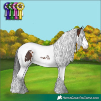 Horse Color:White Spotted Brown Splash Tobiano 