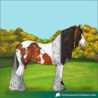 Horse Color:White Spotted Bay Splash Tobiano