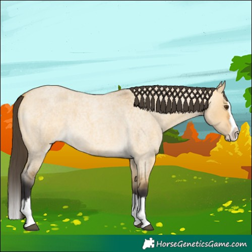 Horse Color:Buckskin Roan Dun Splash 